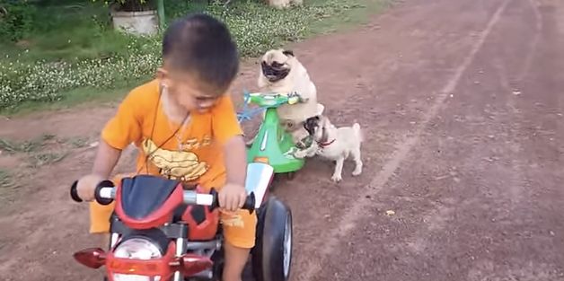 All This Pug Puppy Wants In Life Is To Go For A Ride On Tiny Scooter