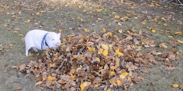 Little Pig Encounters Fall Leaves For The First Time Ever