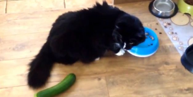 Unsuspecting Cats Get Completely Startled By ... Cucumbers? 