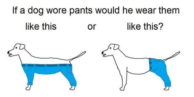 How Should Dogs Wear Pants?