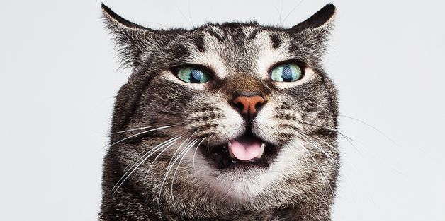 8 Signs Your Cat Is Definitely An Alien