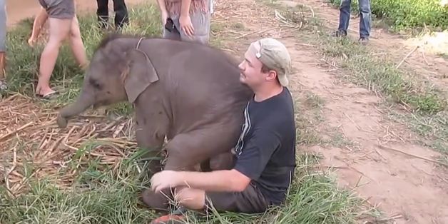 These Baby Elephants Think They're Lap Dogs