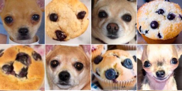 Is This A Muffin Or A Chihuahua?