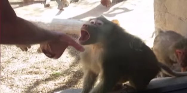 Baboon's Reaction To Man's Magic Trick Is Absolutely Priceless