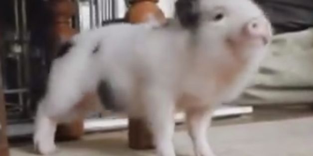 Little Piggy Dancing To 'Work' Will Absolutely Make Your Day
