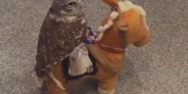 Owl Rides Mechanical Toy Horse, Even Goes Sidesaddle