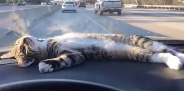 Dashboard Kitty Is Way Better Than A Plastic Hula Girl