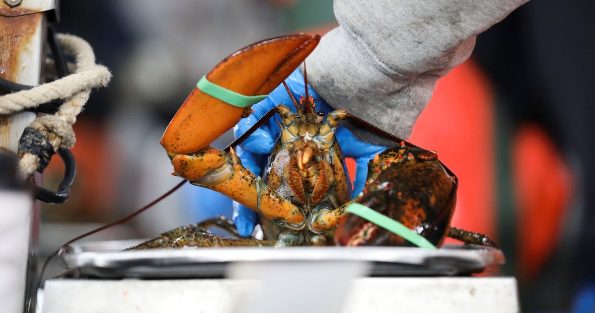 Maine GOP Congressional Candidate Compares Lobster Regulations To Child Rape Maine GOP Congressional Candidate Compares Lobster Regulations To Child Rape