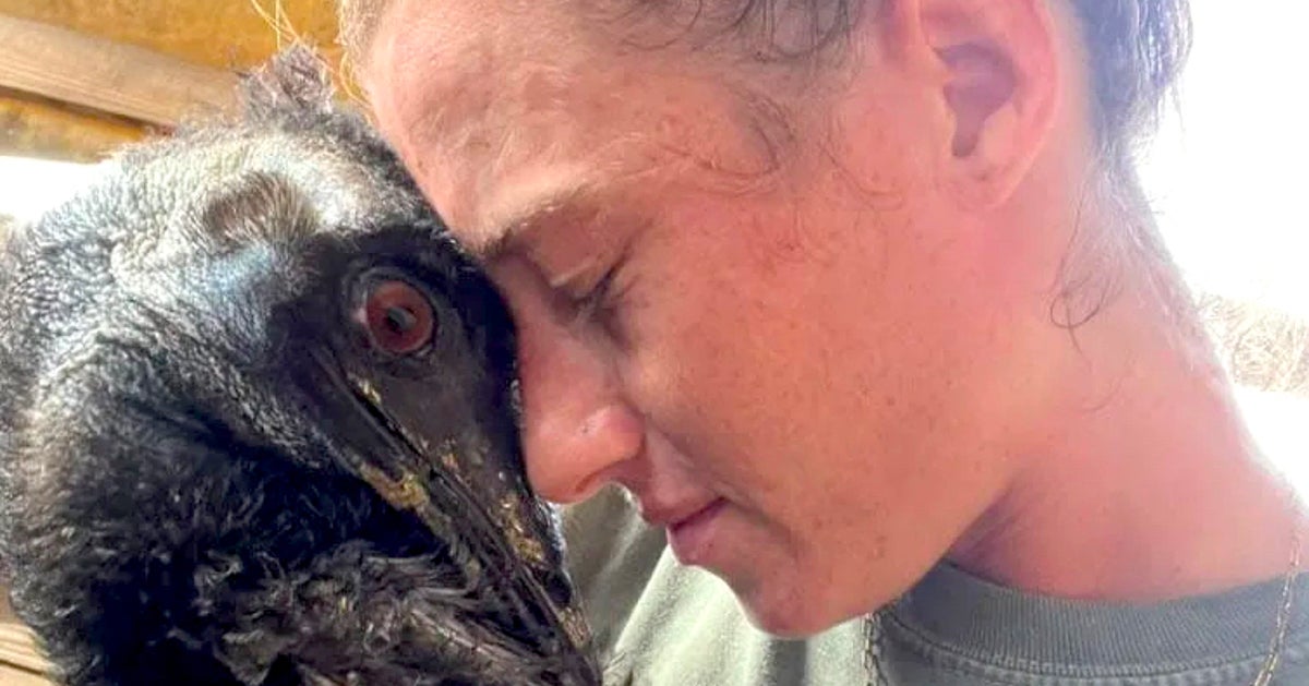Beloved TikTok Star Emmanuel The Emu Battling Devastating Outbreak Of Avian Flu - Animals Beloved TikTok Star Emmanuel The Emu Battling Devastating Outbreak Of Avian Flu