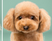 7 Doggy Before-And-Afters That Will Make Your Heart Squirm