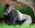 Ukip Candidate Compares Her Sexual Attraction To Gorillas To Being Gay
