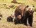 Yellowstone Grizzly To Be Removed From Endangered Species List