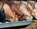 Cheap Imported Food Could Threaten Animal Welfare After Brexit, Warns Report
