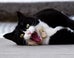 Battersea Launches Search For Its 2017 'Purr Minister' - The Best Cat In Westminster