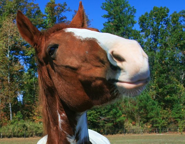 horses-use-complex-facial-expressions-nearly-identical-to-humans-the