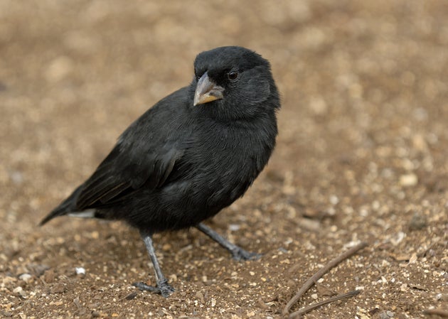 Darwin's Flinches in the Galapagos Islands on Verge of Extinction