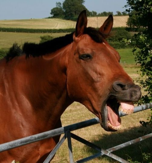 horses-use-complex-facial-expressions-nearly-identical-to-humans-huffpost