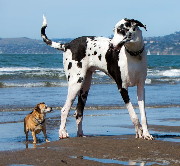 What Dog Breed Is Known As The Babysitter | Dog Breeds Picture What Dog Breed Is Known As The Babysitter | Dog Breeds Picture