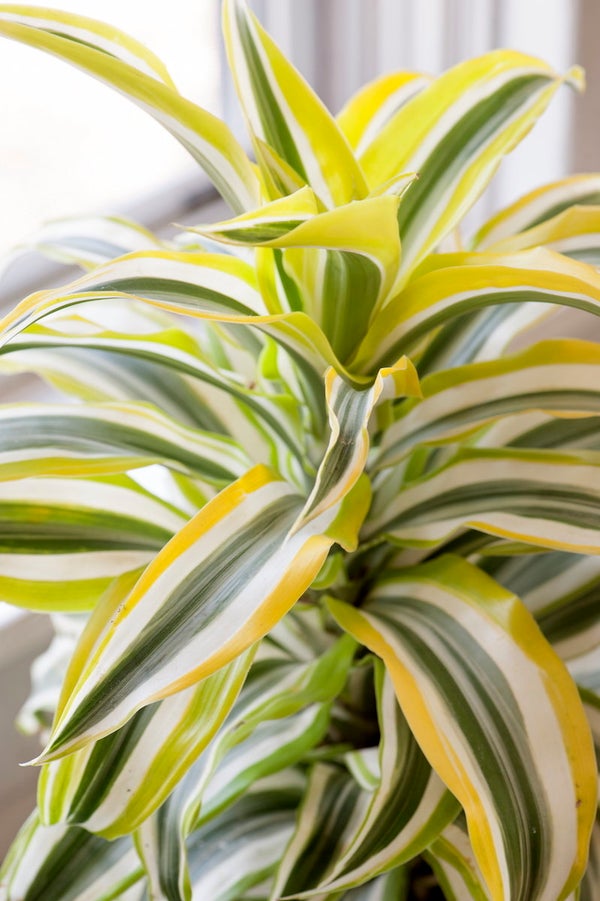 The Houseplants That Are Almost Impossible To Kill HuffPost
