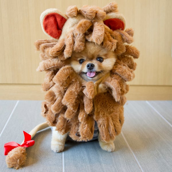 Jiff The Dog Just Won Halloween HuffPost