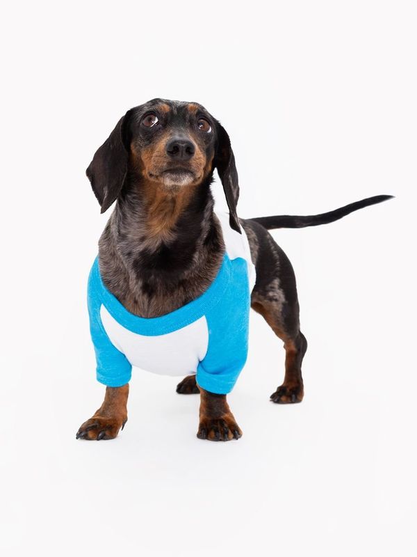 These Dog Models Might Be The Best Thing About American Apparel