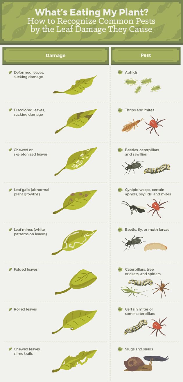 Everything You Need To Know About Getting Rid Of Common Garden Pests