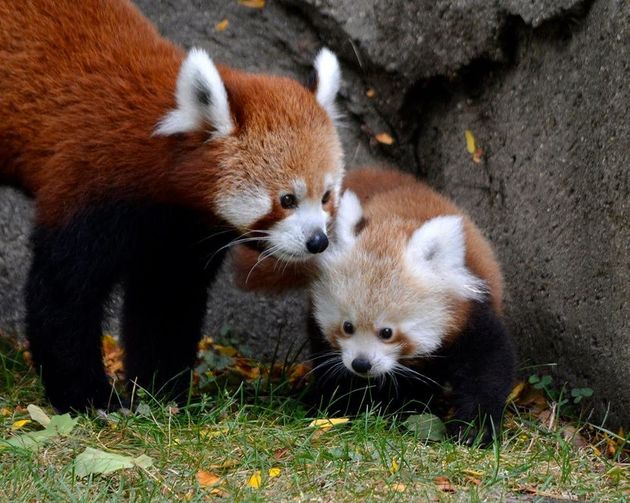 Meet Tofu The Baby Red Panda, Who Is The Cutest Little Nugget On Earth