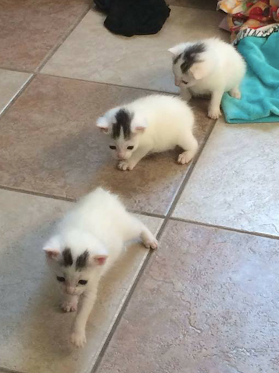 Cute animal thread The Dawg Shed