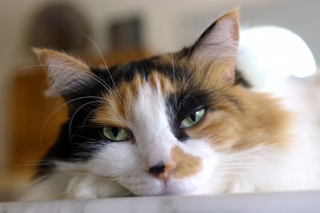 Can the Color of a Cat Signal Aggressive Behavior?