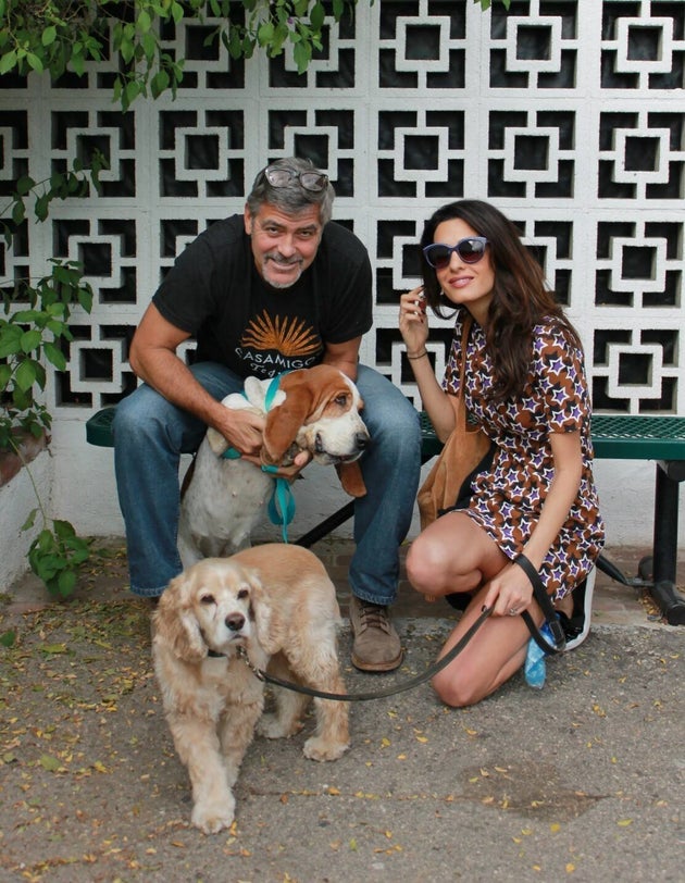 George Clooney and Amal adopted another dog today October 29 2015 56316bc014000093013c966a