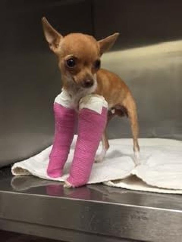 Chihuahua Puppy With Broken Legs Found In Dumpster