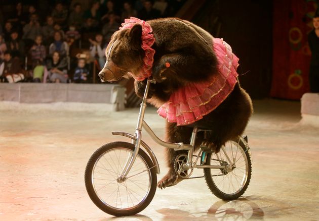 <span class='image-component__caption' itemprop="caption">A bear performs on a bike in Ukraine's National Circus in 2013.</span>