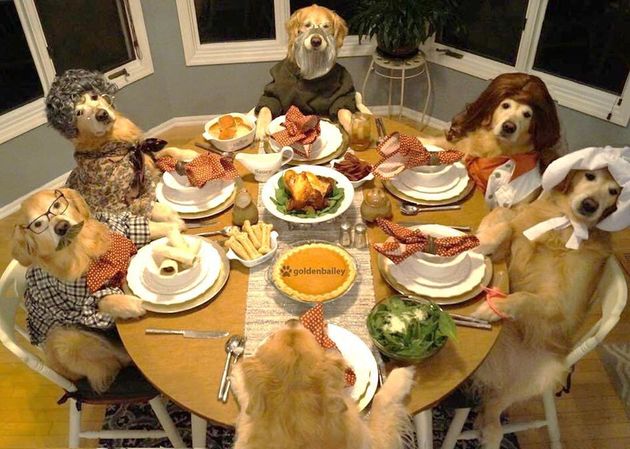 Image result for Dogs at Thanksgiving