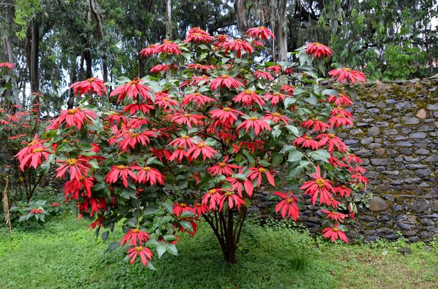 Are Poinsettias Poisonous? Here39;s What You Need To Know  The 