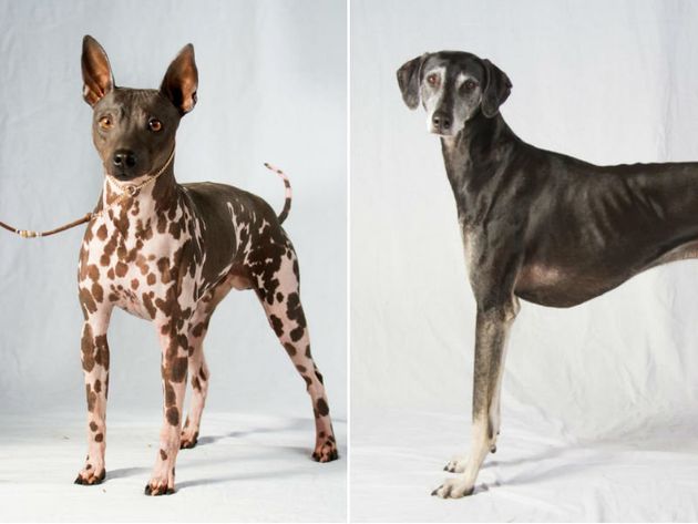 2 New Dog Breeds Join The American Kennel Club Sandys Kitty