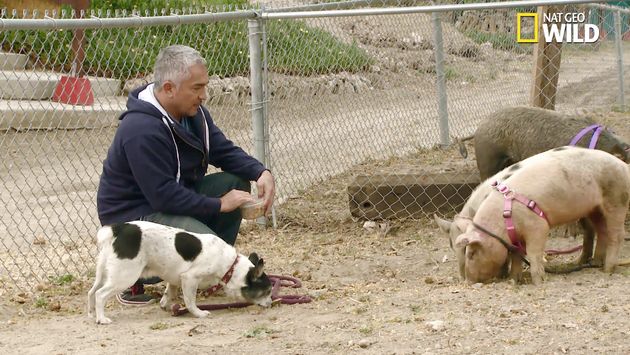 'Dog Whisperer' Cesar Millan Under Animal Cruelty Investigation