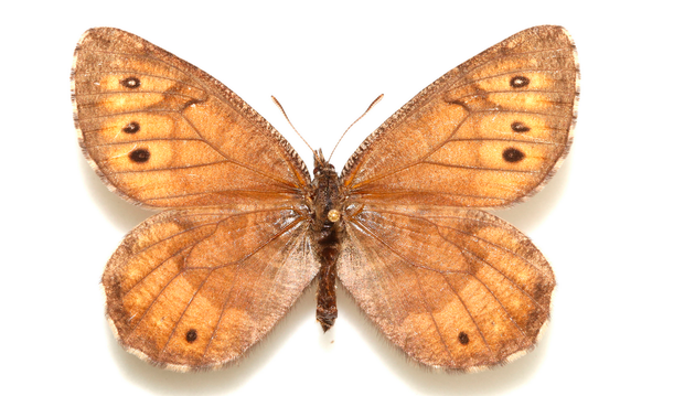 A newly discovered butterfly species, Tanana Arctic, was at a Florida museum for decades before a scientist realized it was mislabeled. Photo: University of Florida A newly discovered butterfly species, Tanana Arctic, was at a Florida museum for decades before a scientist realized it was mislabeled. Photo: University of Florida
