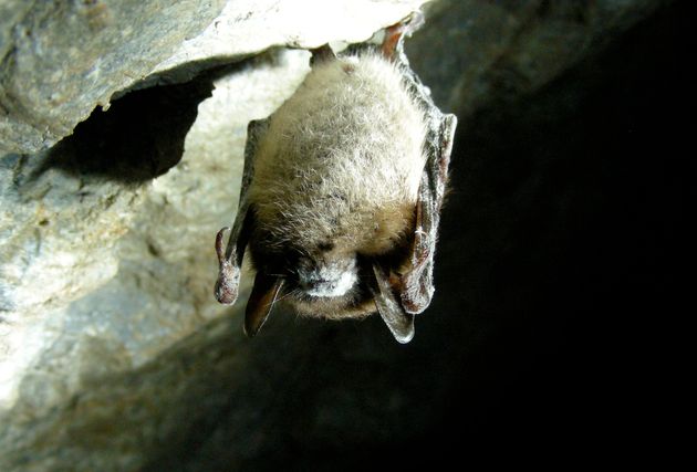 Little Brown Bat with white nose caused by White-nose Syndrome, hangs from its roost in a Vermont cave.