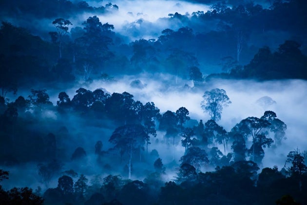 Destroyed wilderness