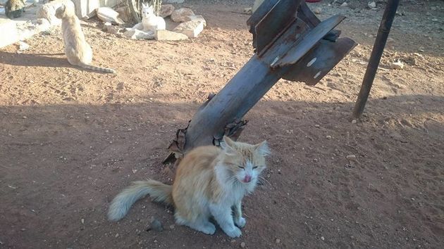 Cats in War-Torn Aleppo