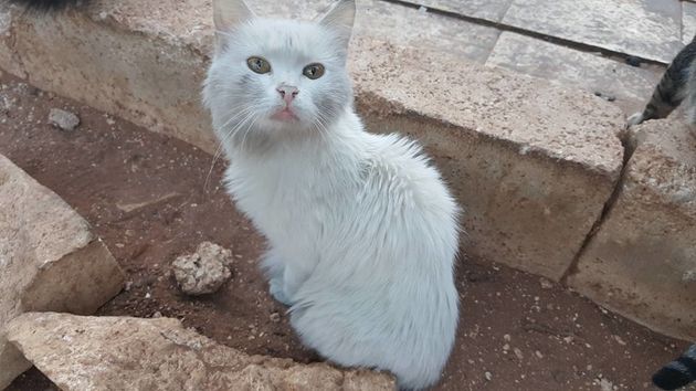 Aleppo Airstrikes Hit Cat Sanctuary