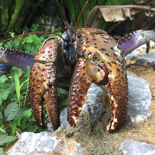 Coconut Crab Claw Strength Rivals Lion's Bite, Study Shows The