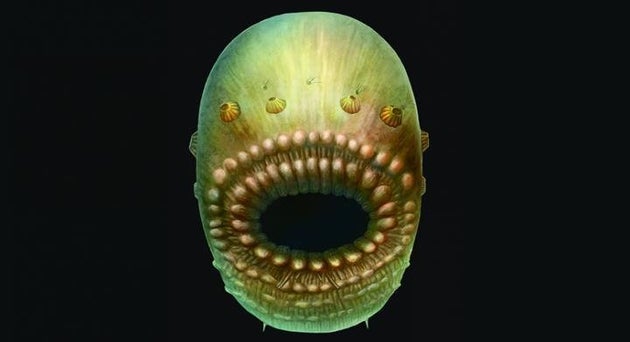 Our oldest ancestor looked like a tiny bag of teeth