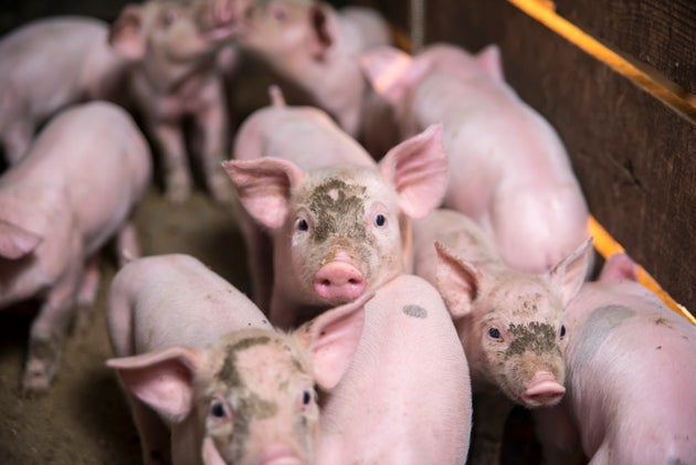<strong>CCTV will be mandatory in all slaughterhouses in England under new plans announced on Friday</strong>