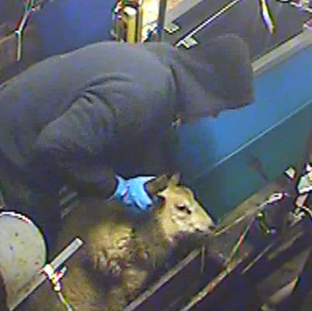 <strong>A halal slaughterhouse where workers were secretly filmed abusing animals went into administration following the undercover investigation.</strong>