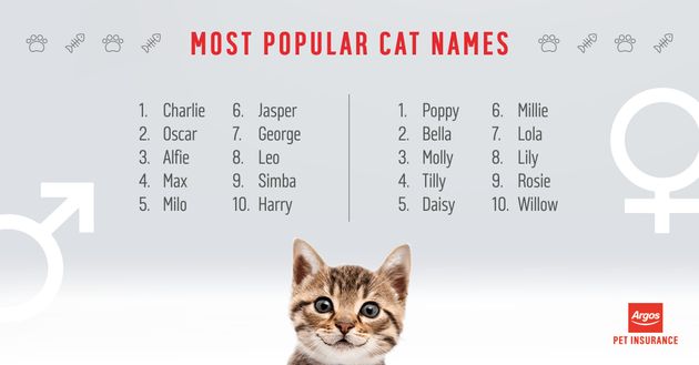 Pet Name Inspiration The Most Popular Cat And Dog Names Of 2017 Revealed