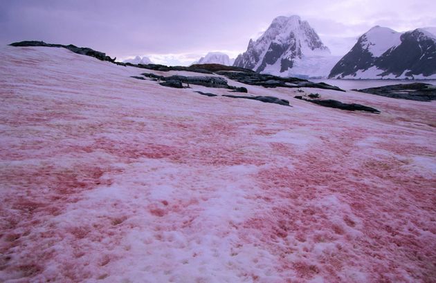 Pink snow sign of climate change