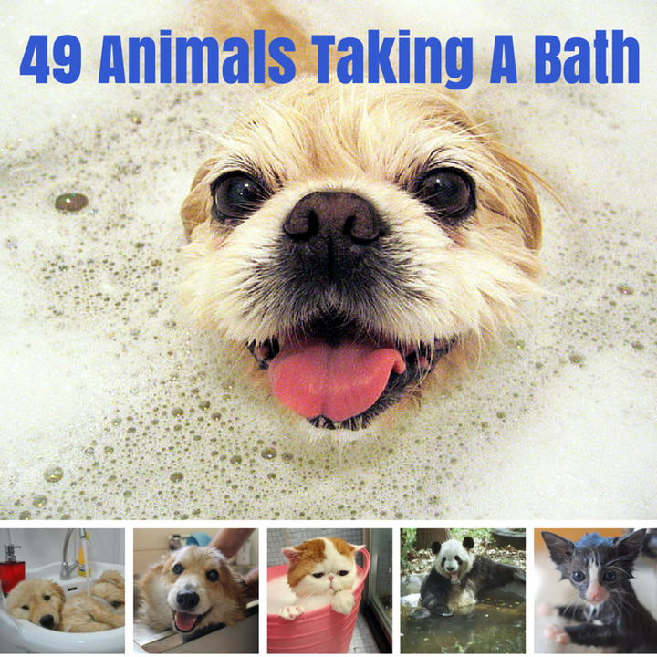 49 Animals Taking A Bath HuffPost