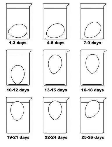 Here's How To Find Out Exactly How Fresh Your Eggs Are | HuffPost