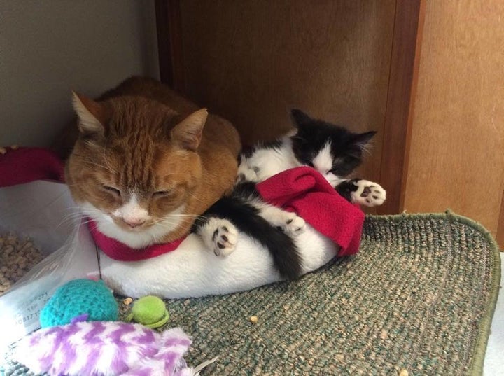 Cat With Wobbly Kitten Syndrome Will Wiggle Her Way Into Your Heart